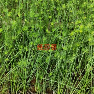 海南苗圃-水生植物-紙莎草
