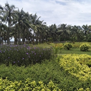 瓊海海邊綠化修復-苗木供應及施工