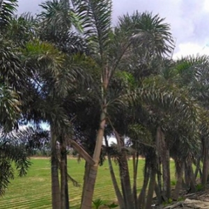 海南棕櫚科喬木狐尾椰子