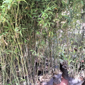 竹子種植的管理措施
