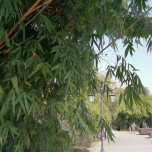 園林綠化竹子常見蟲害的防治   