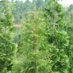 園林樹木常用樹木側柏